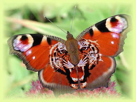 Papillon